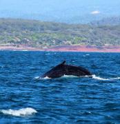 Whale Watching